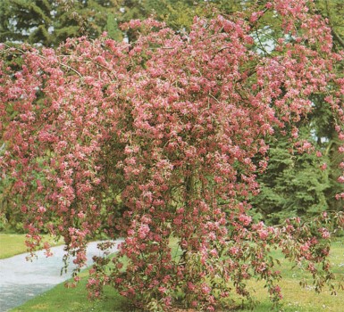 ΚΑΛΛΩΠΙΣΤΙΚΗ ΜΗΛΙΑ ΚΡΕΜΟΚΛΑΔΗΣ